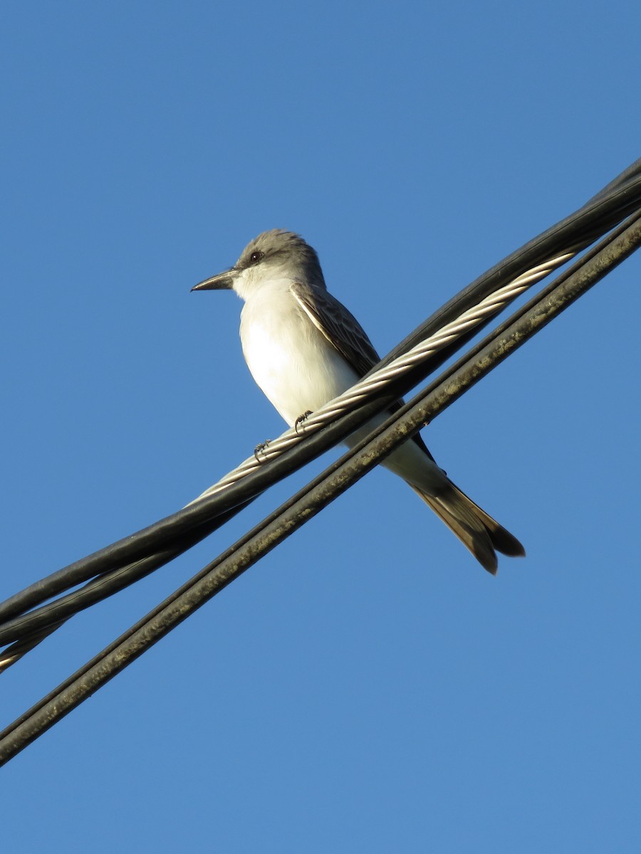 Gray Kingbird - ML646595315