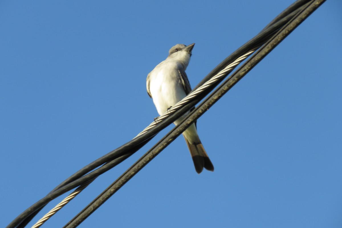 Gray Kingbird - ML646595316