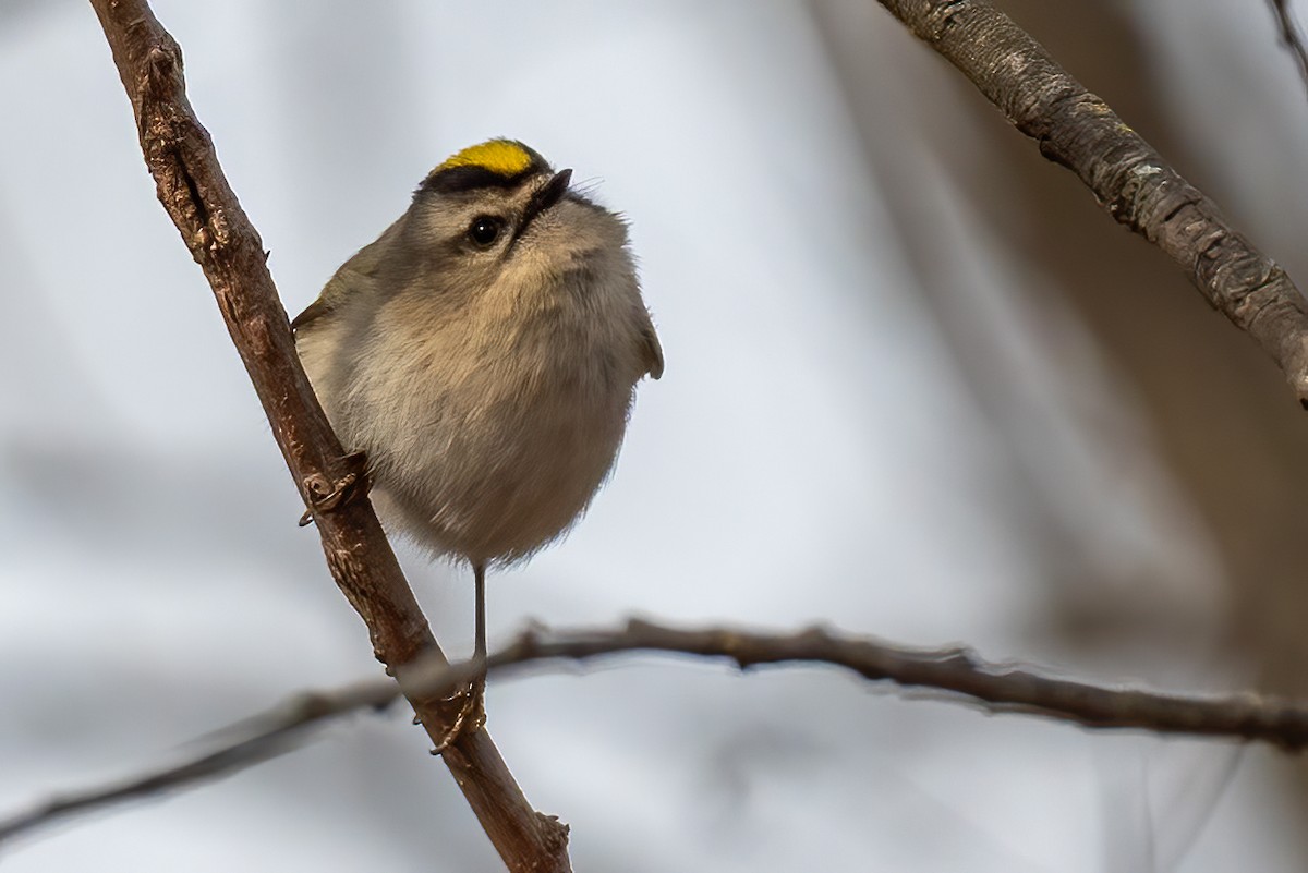 Золотоголовый королёк - ML646595318