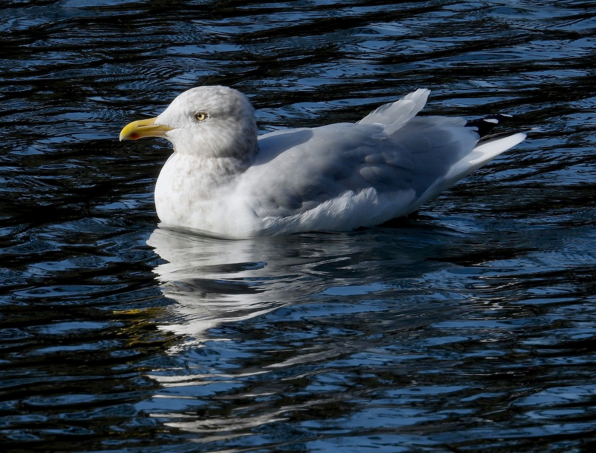 American Herring Gull - ML646595320