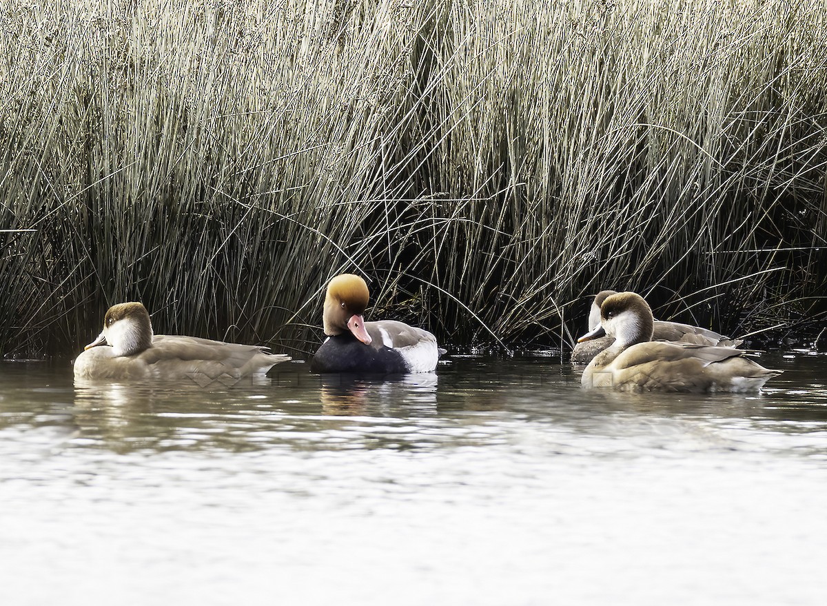 zrzohlávka rudozobá - ML646595326