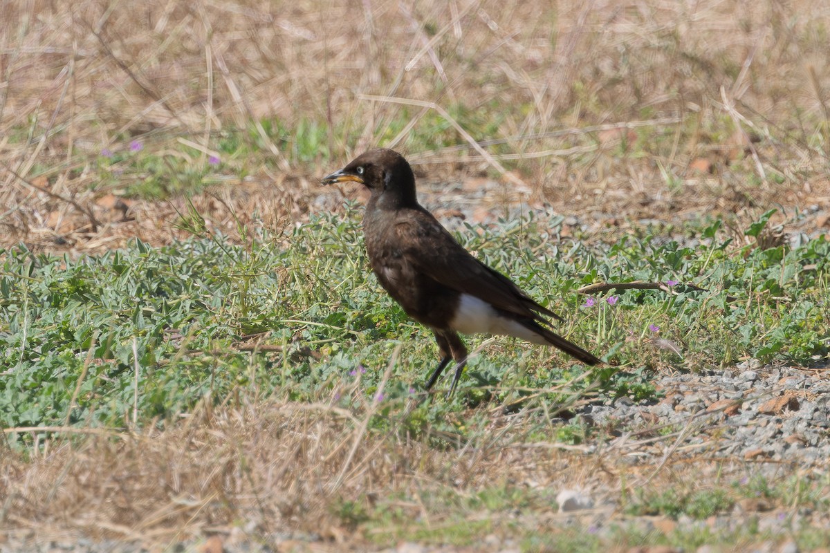 African Pied Starling - ML646595327