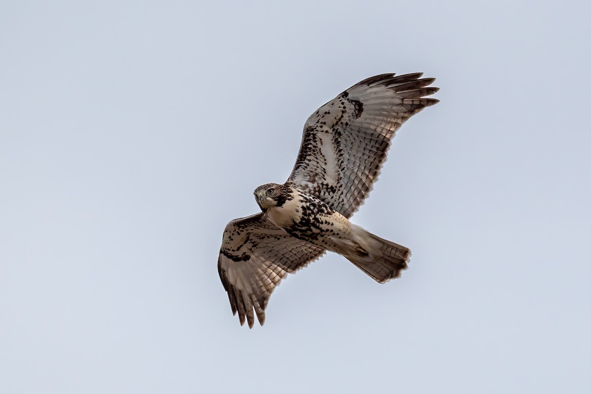 Краснохвостый канюк - ML646595328