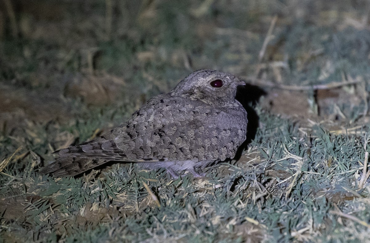 Egyptian Nightjar - ML646595331