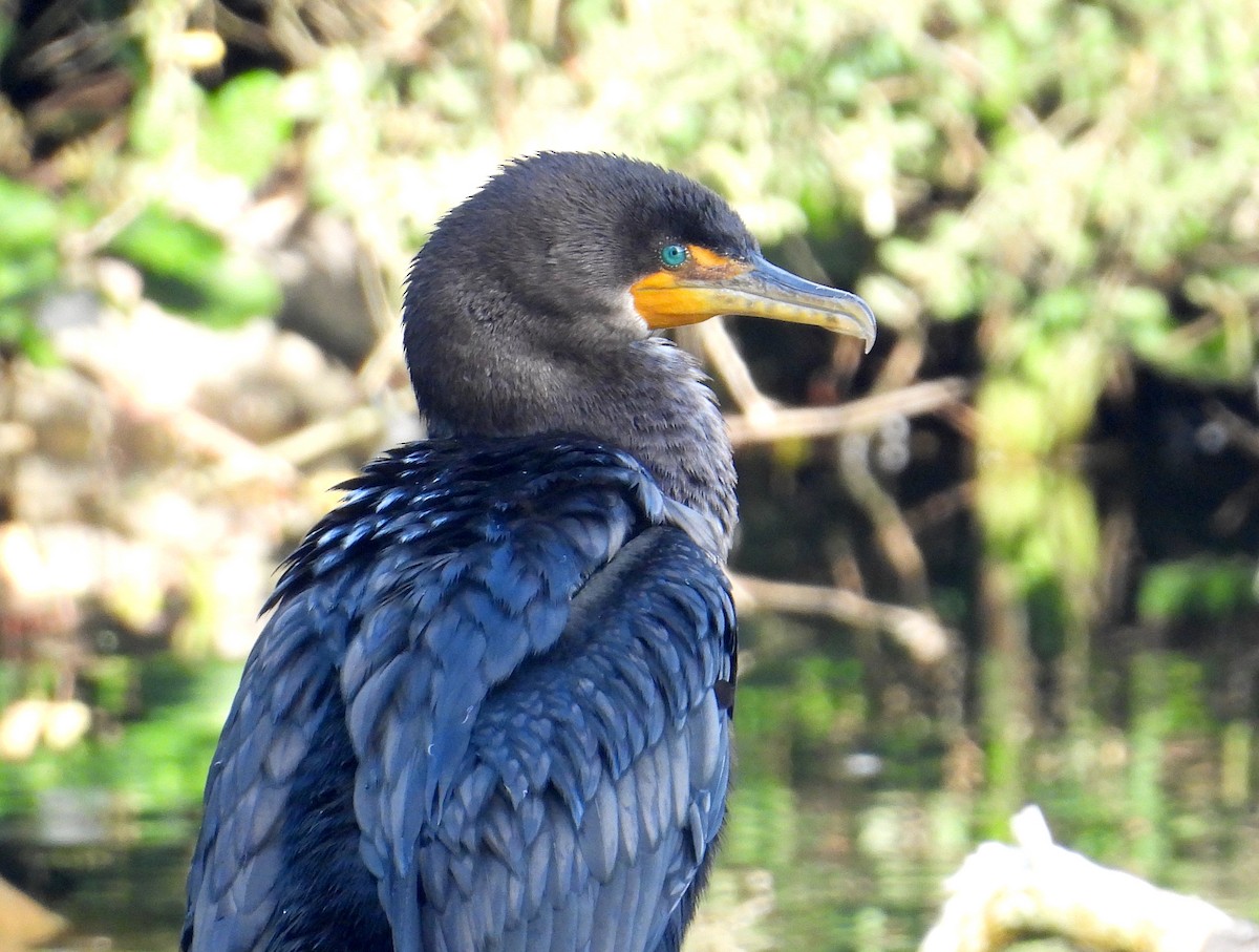 Double-crested Cormorant - ML646595332
