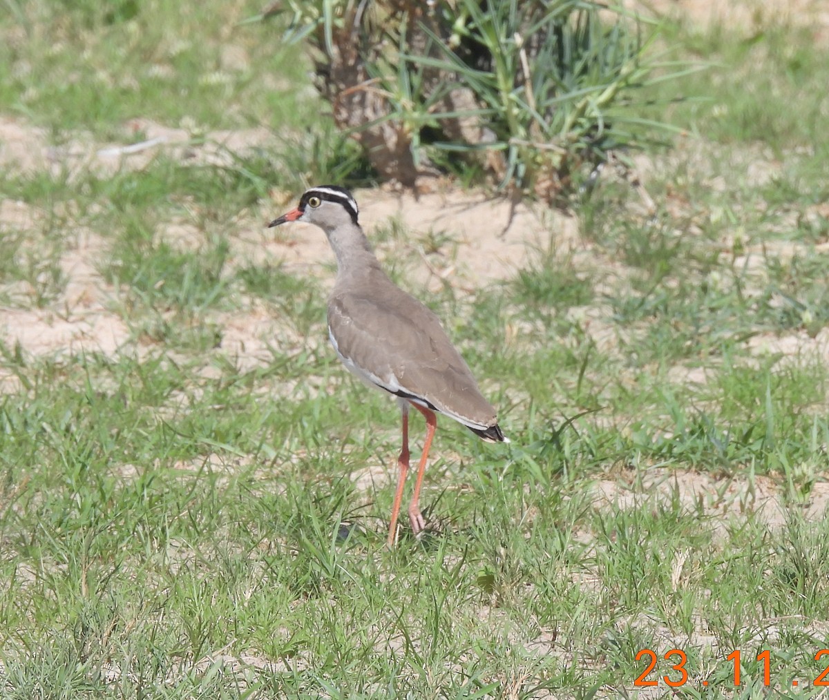 Vanneau couronné - ML646595337