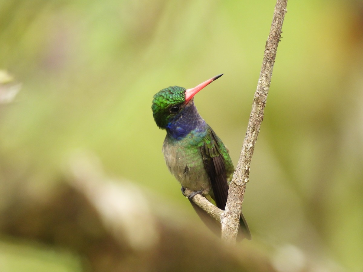 Blue-throated Goldentail - ML646595341