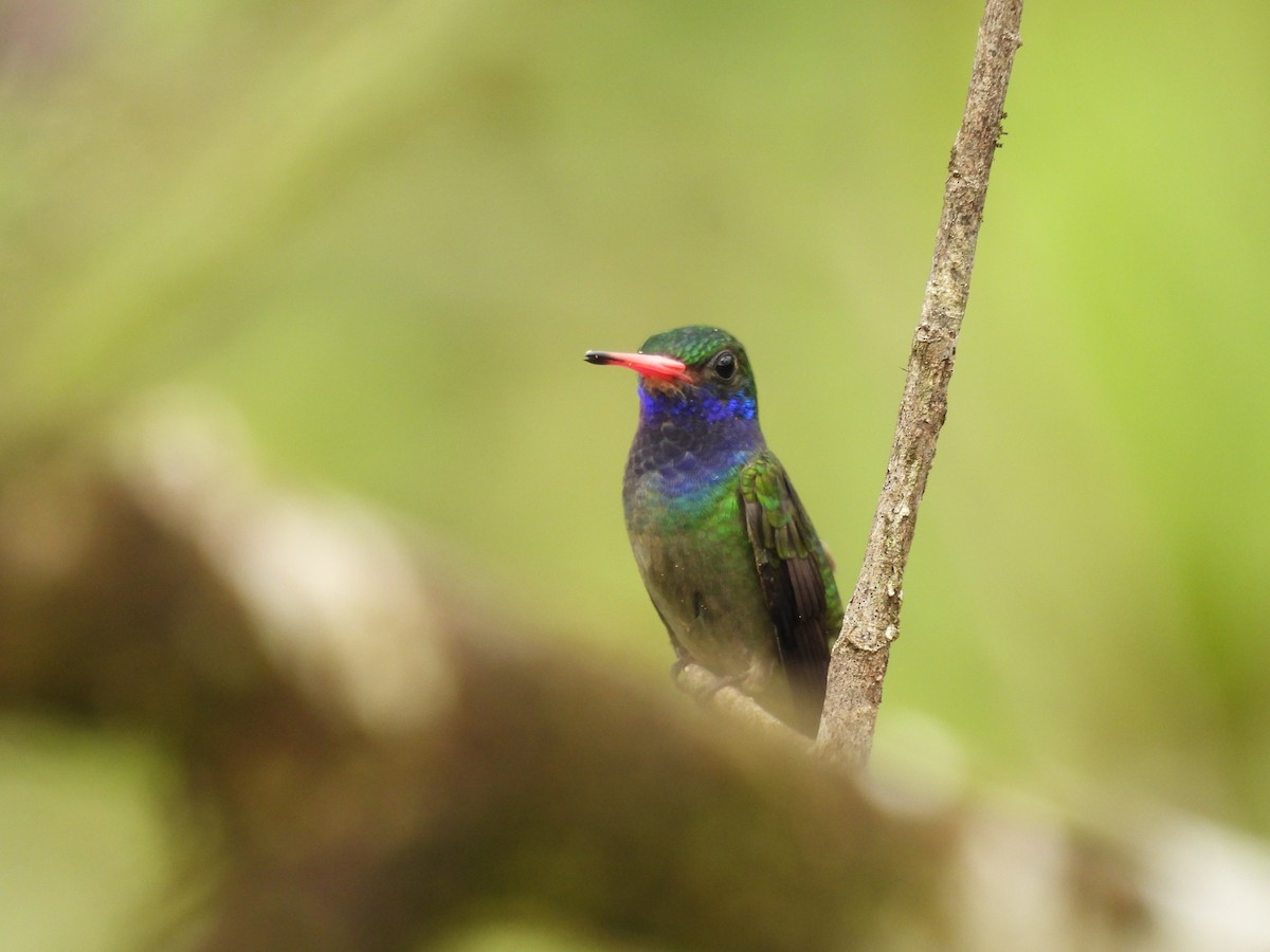Blue-throated Goldentail - ML646595342