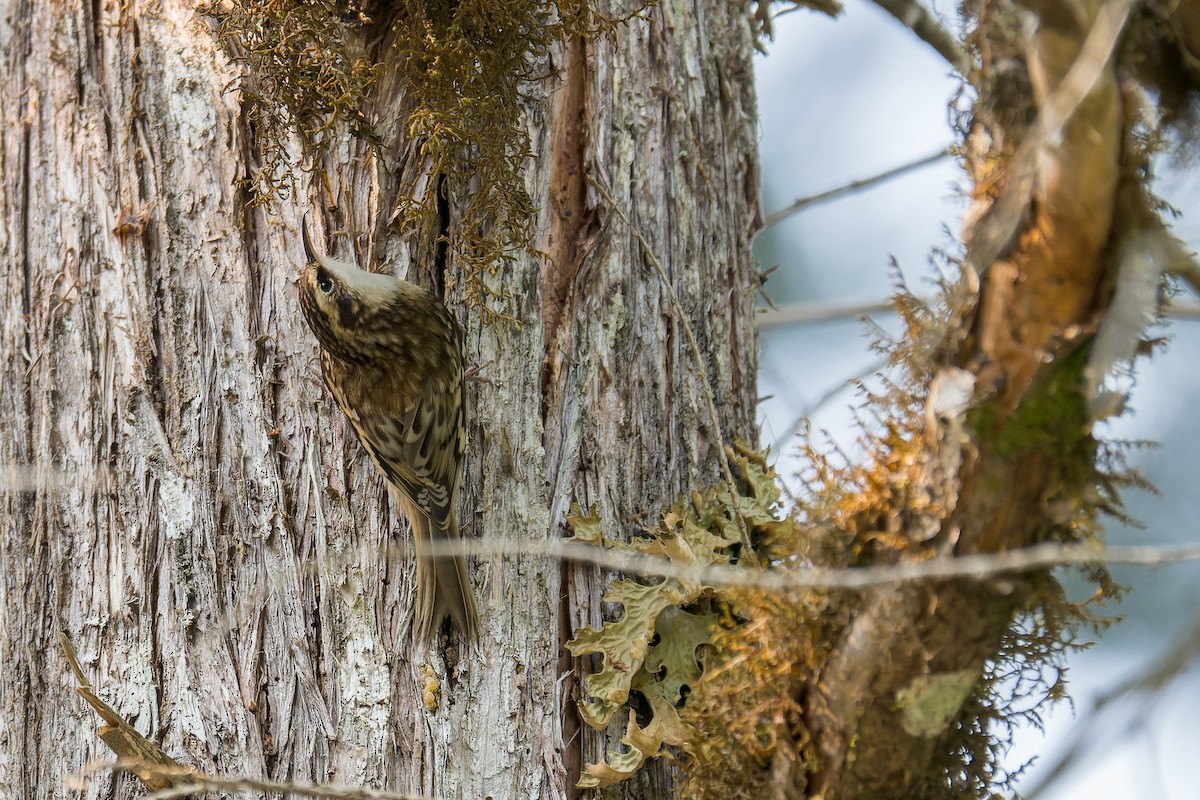 amerikatrekryper - ML646595343