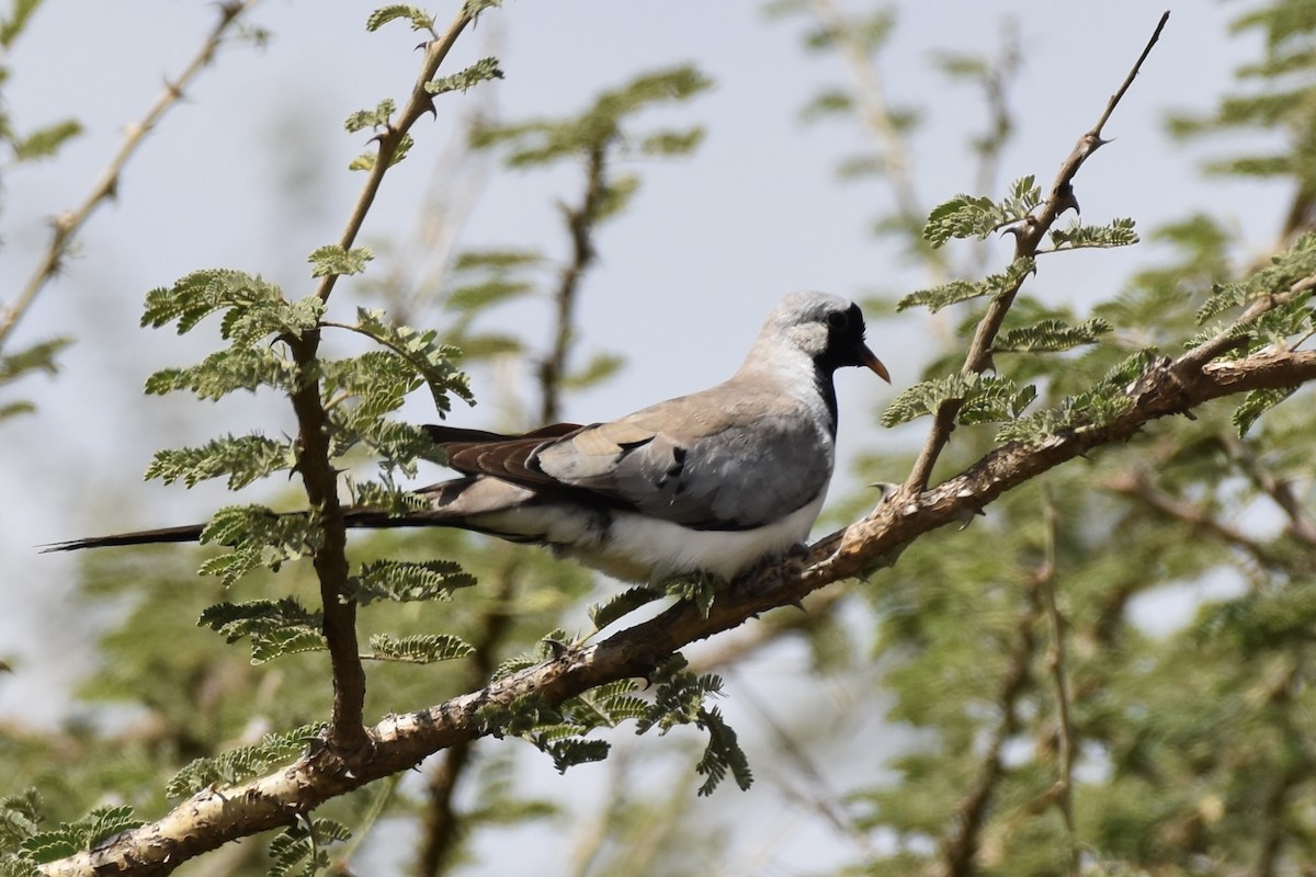 Namaqua Dove - ML646595344
