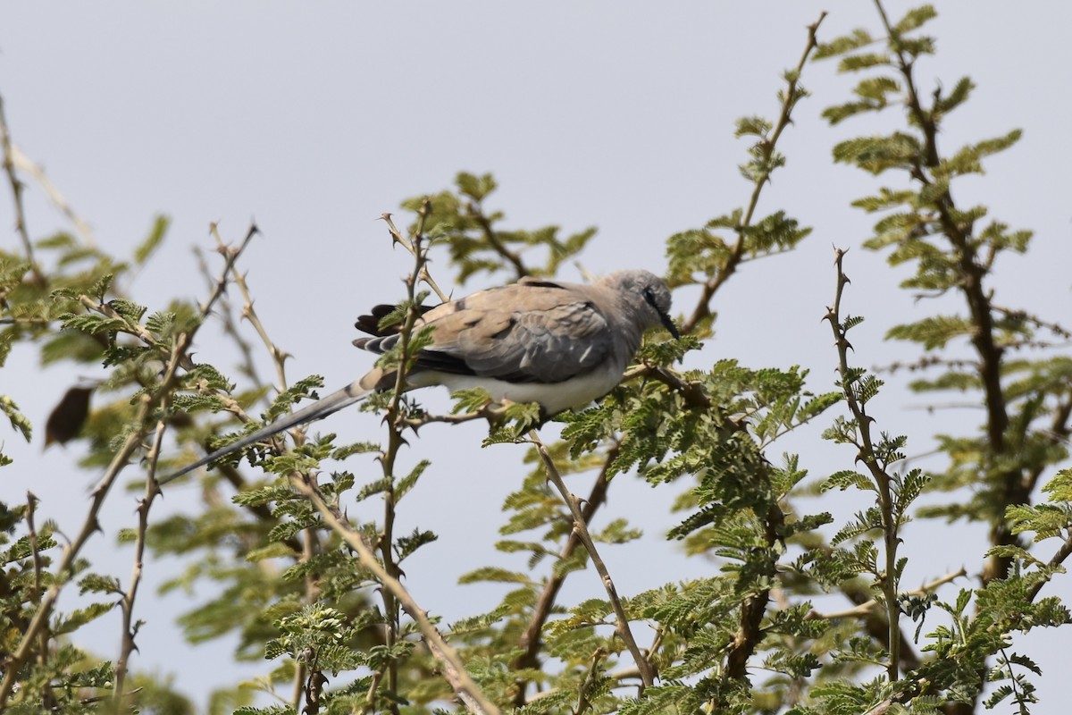 Namaqua Dove - ML646595345
