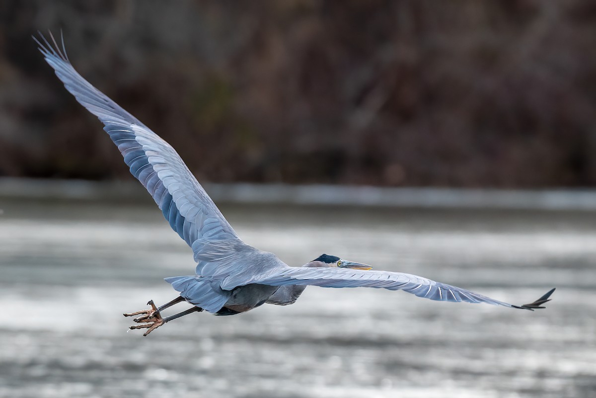 Большая голубая цапля - ML646595346