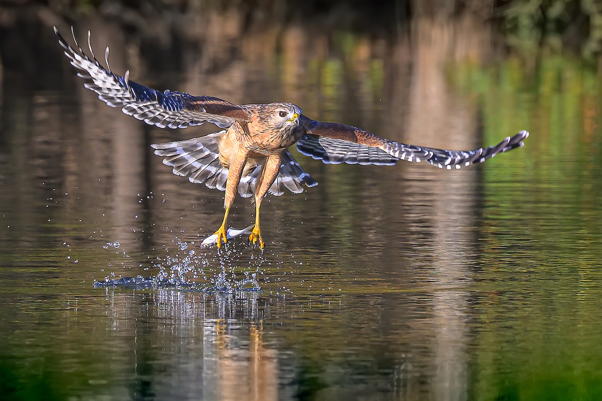 カタアカノスリ - ML646595348