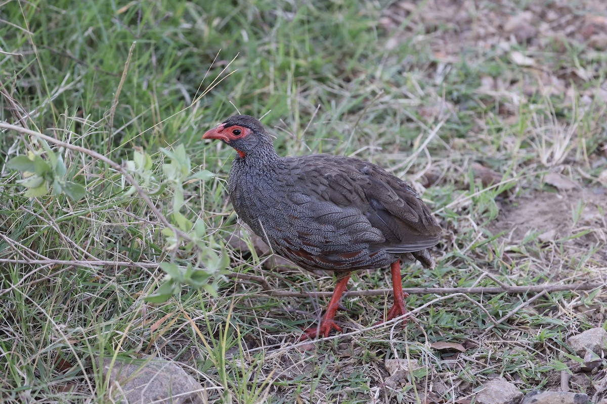 Red-necked Spurfowl - ML646595352