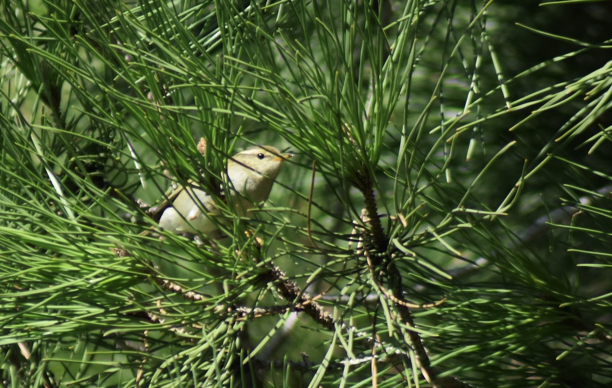 Yellow-browed Warbler - ML646595359