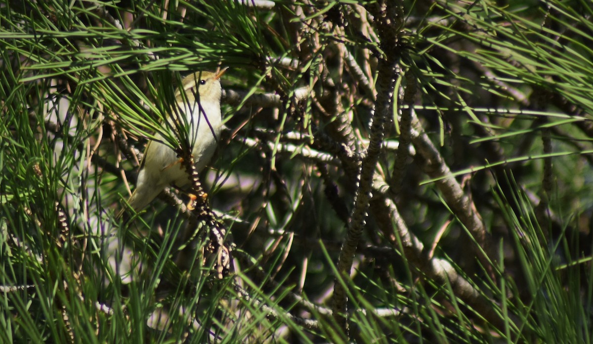 Yellow-browed Warbler - ML646595360