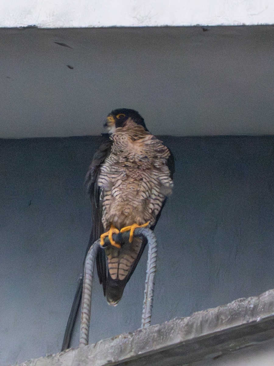 Peregrine Falcon - ML646595362