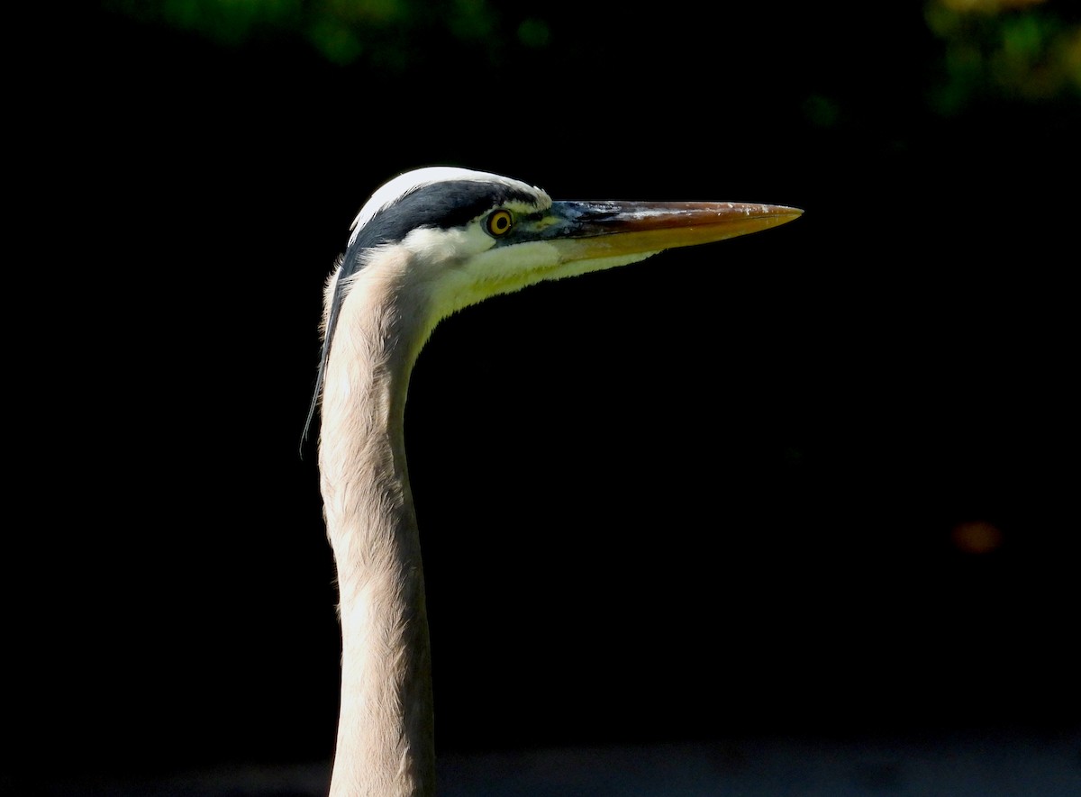 Great Blue Heron - ML646595363