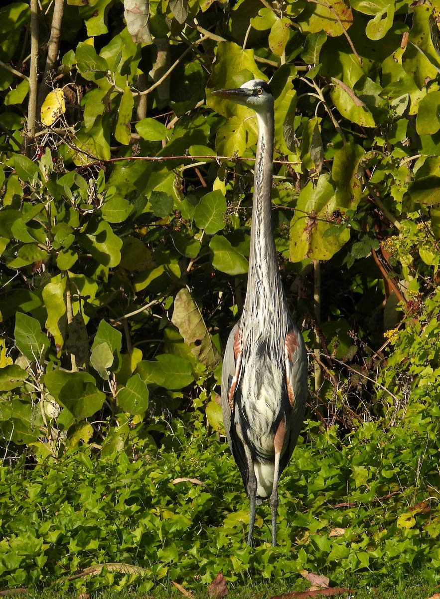 Great Blue Heron - ML646595364