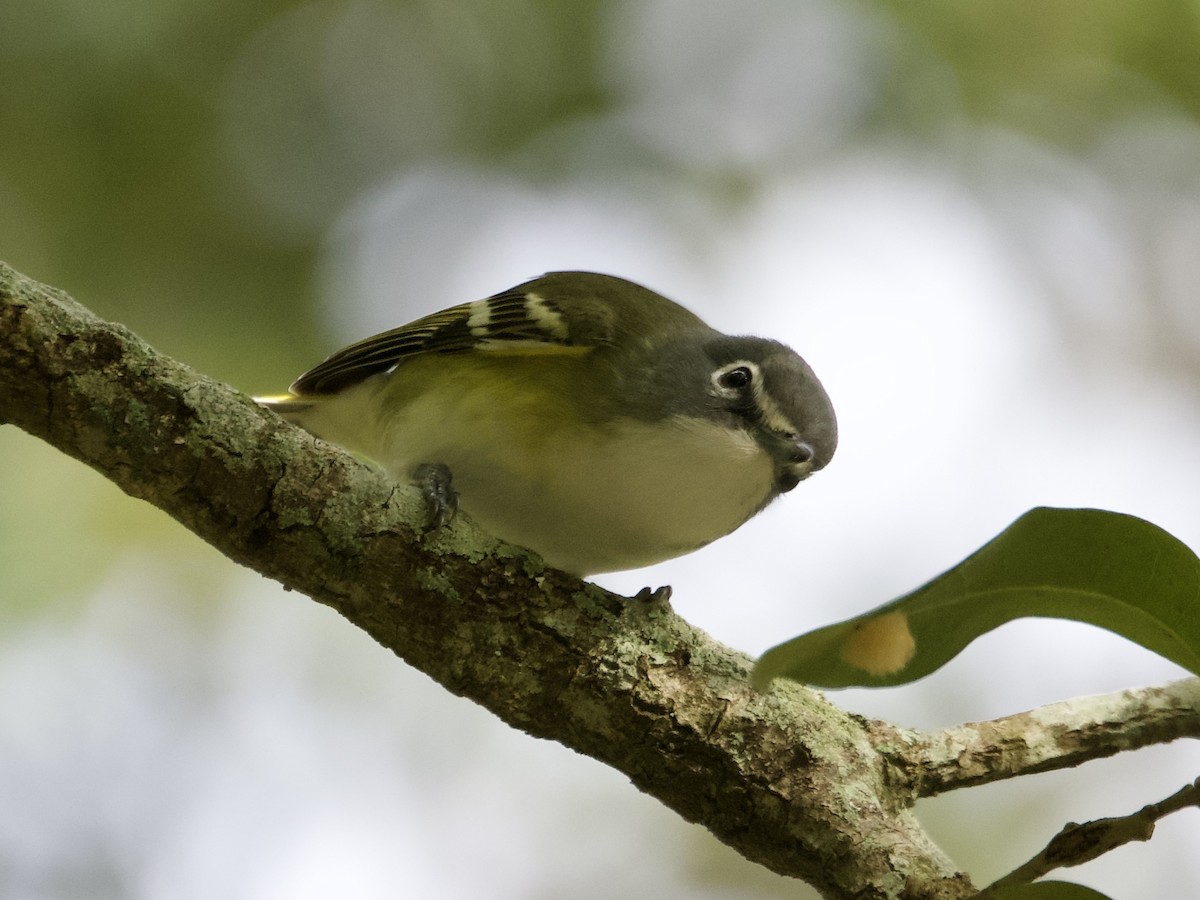 zelenáček brýlový - ML646595368