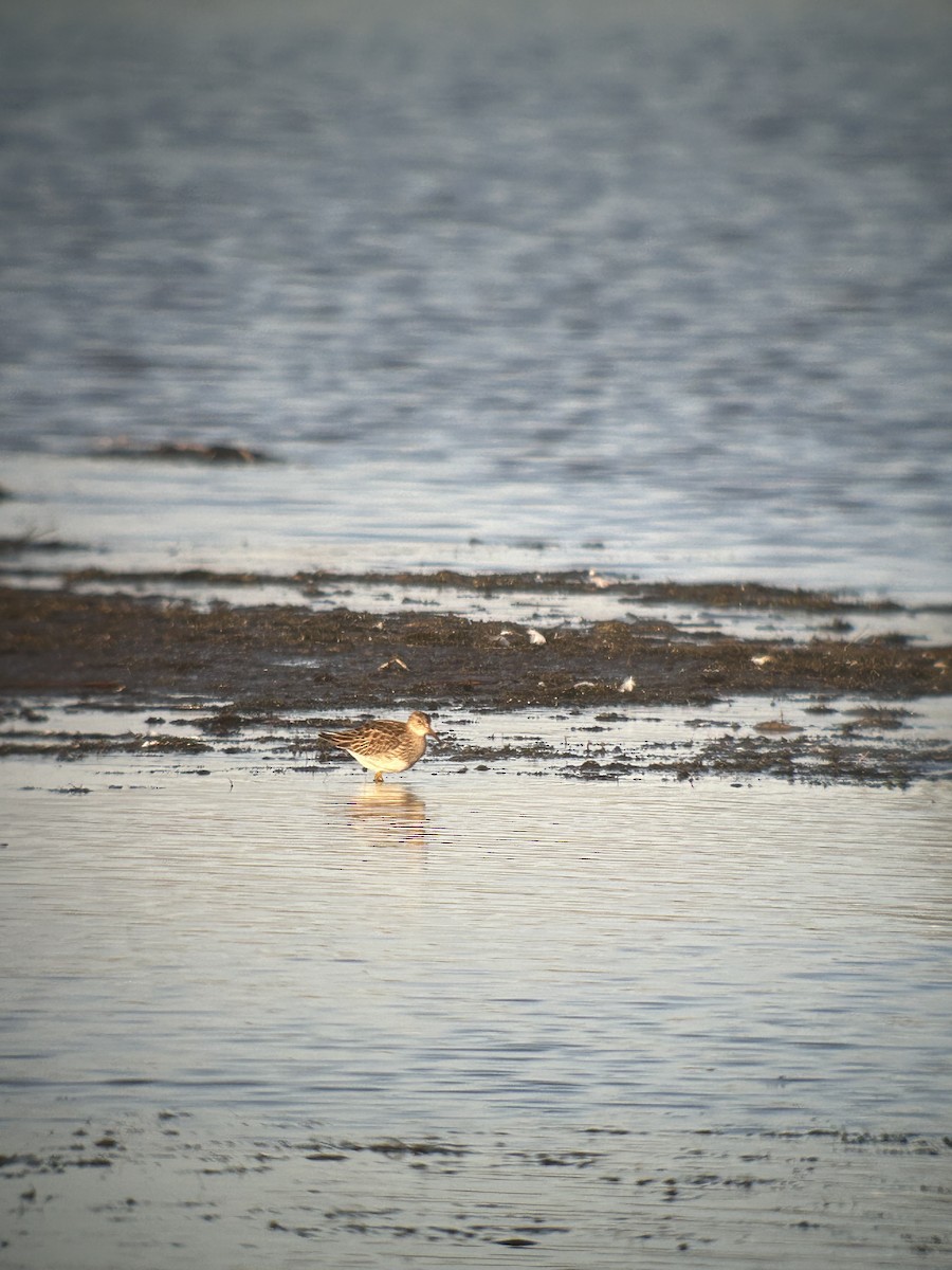 חופית כהת-חזה - ML646595370