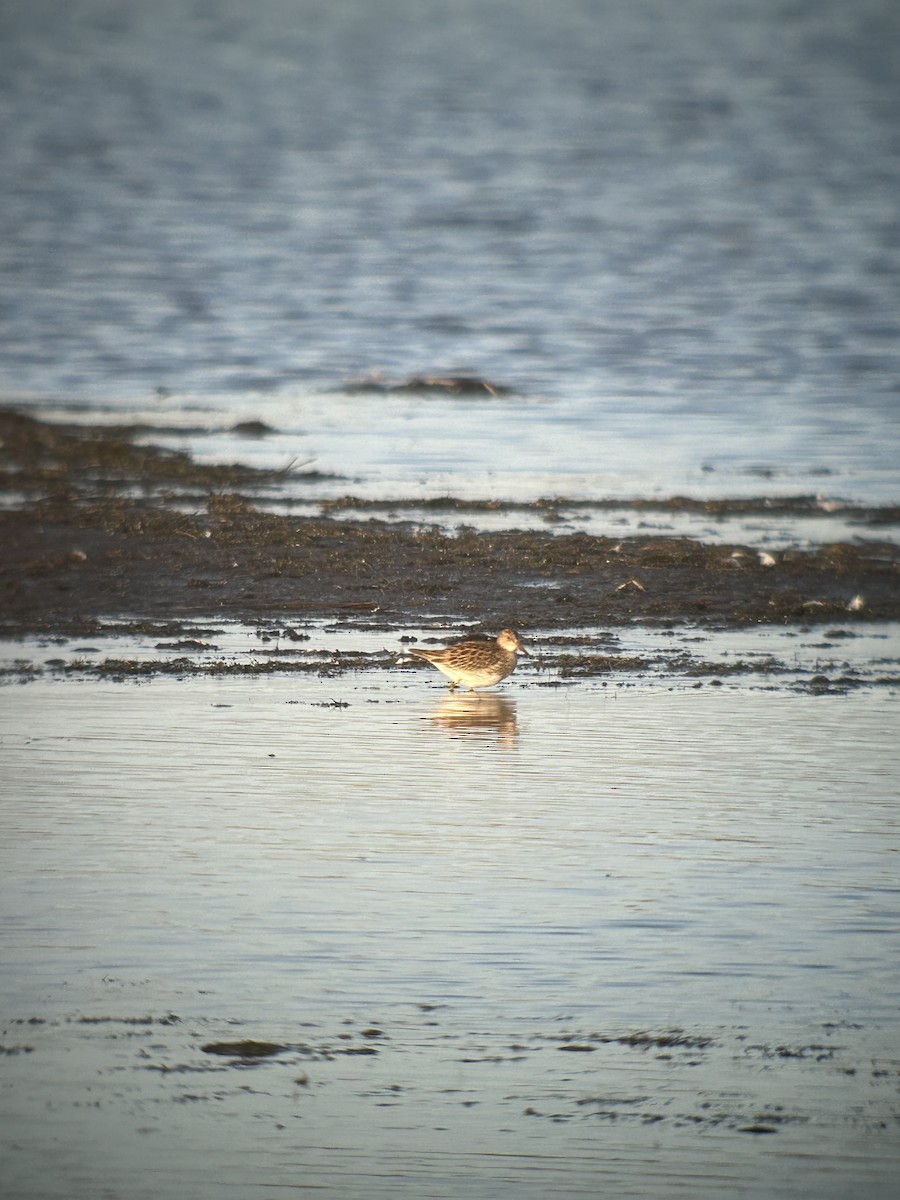 חופית כהת-חזה - ML646595371