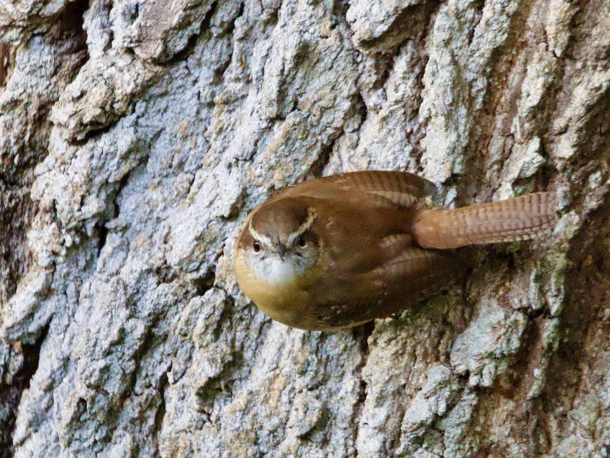 střízlík karolínský - ML646595373