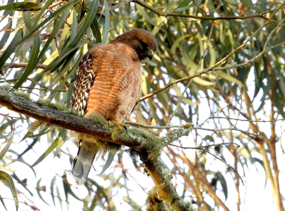 Red-shouldered Hawk (elegans) - ML646595375