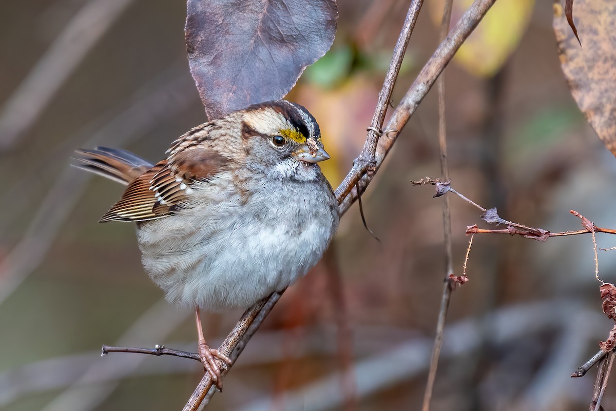 Белогорлая зонотрихия - ML646595376