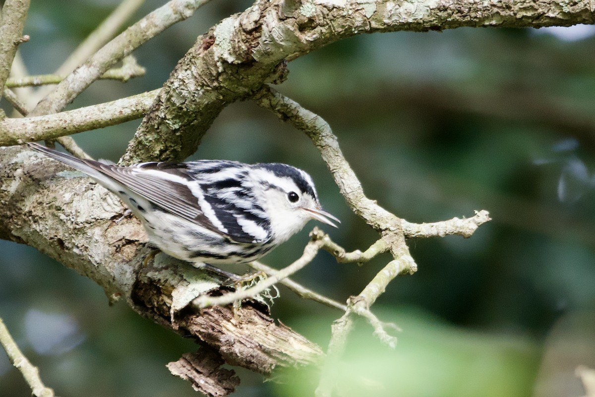 Black-and-white Warbler - ML646595378