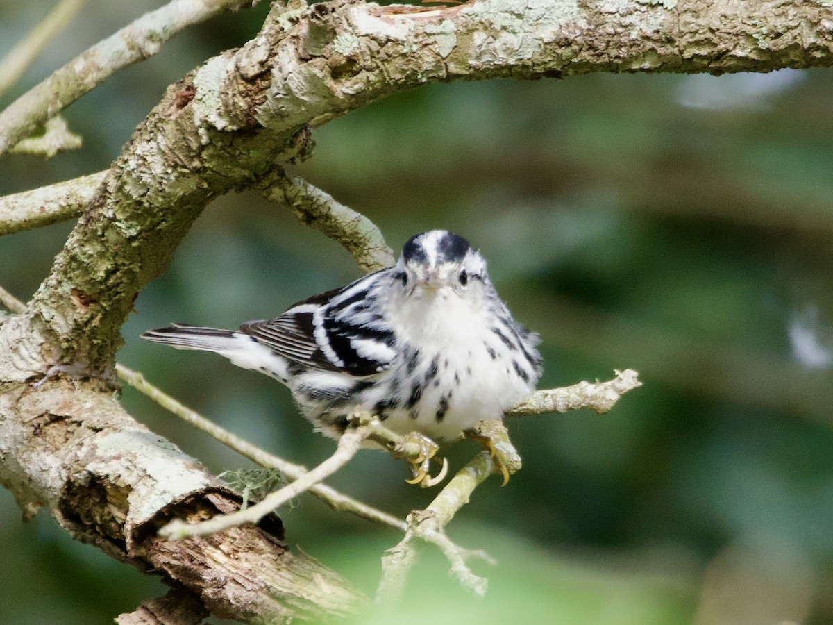 Black-and-white Warbler - ML646595379