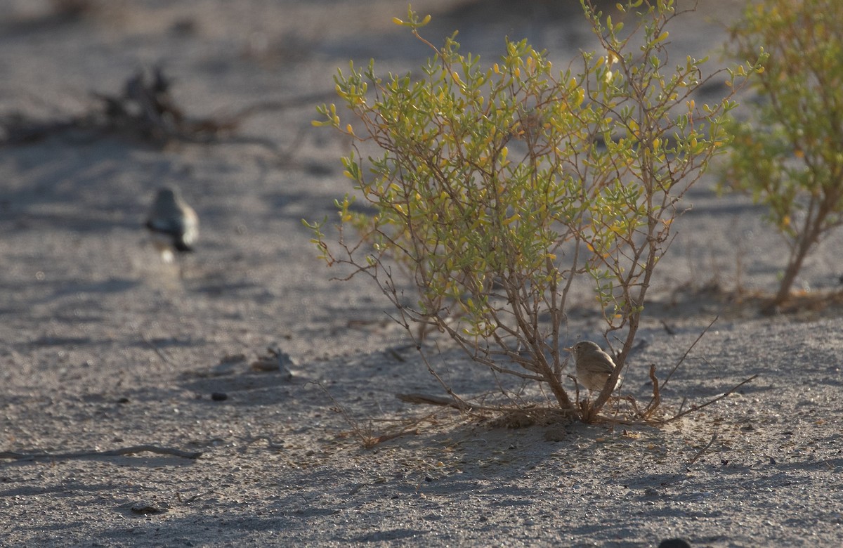 漠地林鶯 - ML646595384