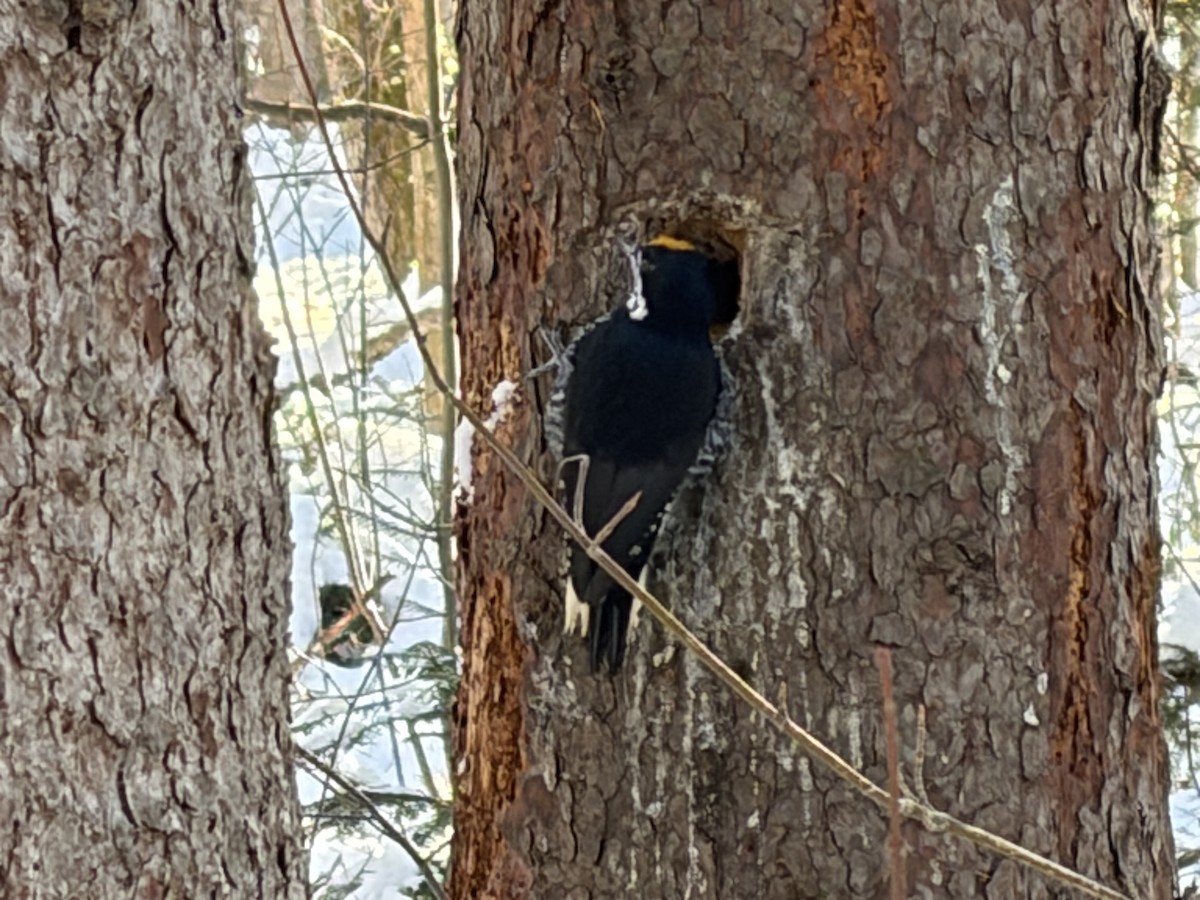 Black-backed Woodpecker - ML646595387