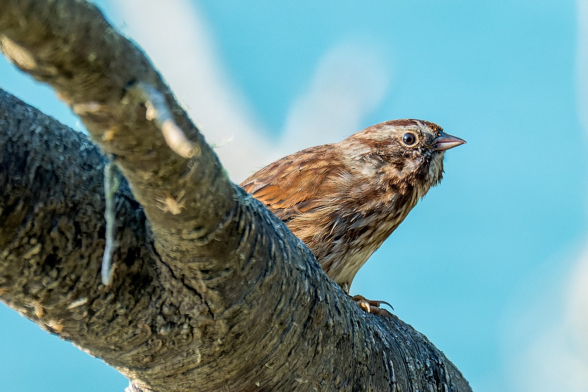 sangspurv - ML646595389