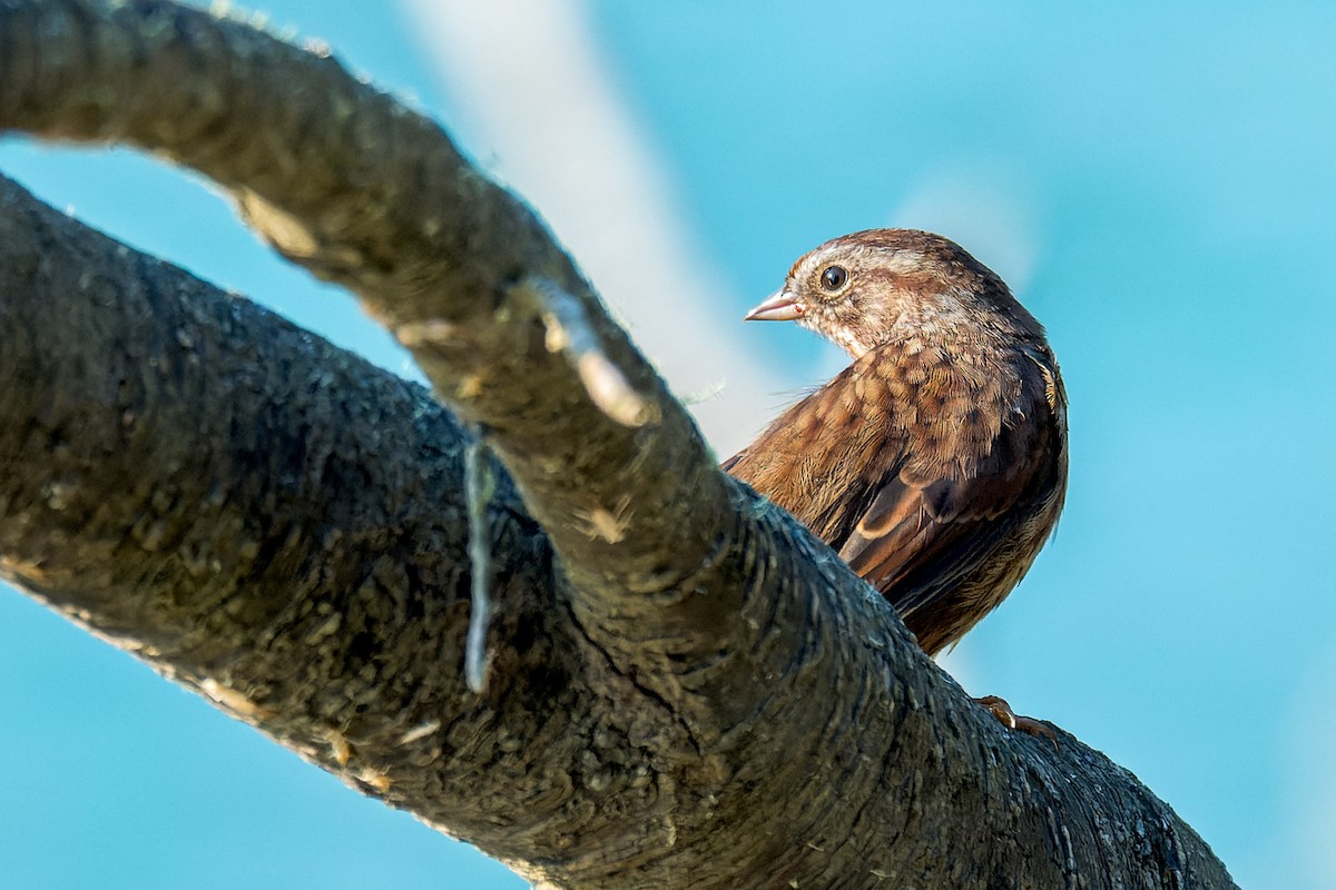 sangspurv - ML646595390