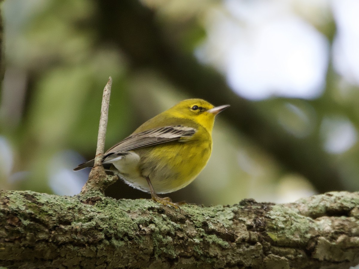 lesňáček borovicový - ML646595392