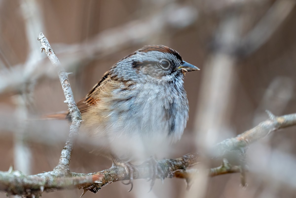 Bruant des marais - ML646595394