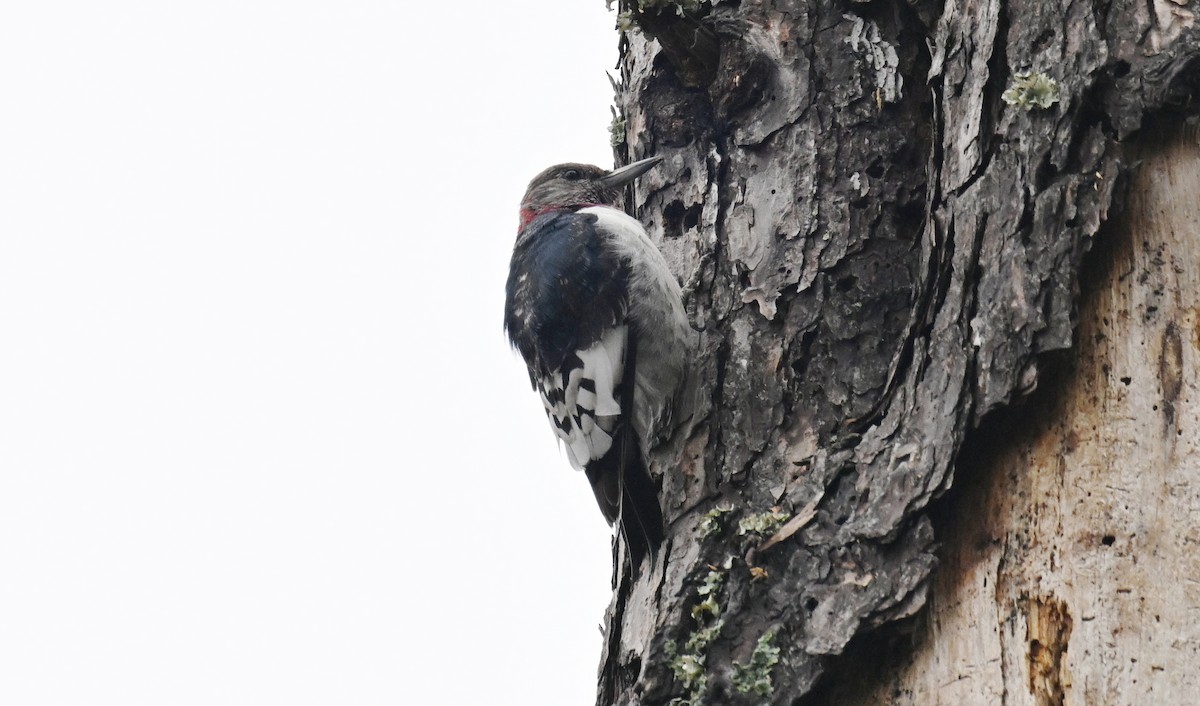 Red-headed Woodpecker - ML646595395