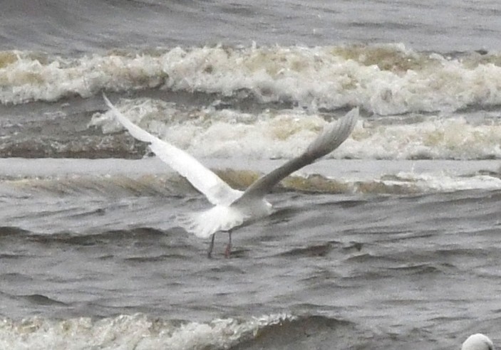 Gavión Hiperbóreo - ML646595397