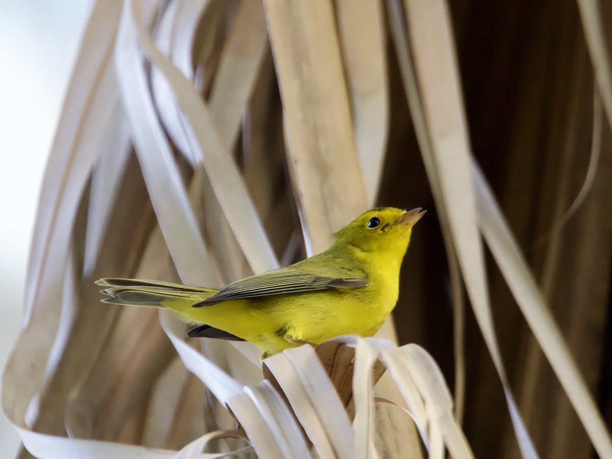 lesňáček čepičatý - ML646595398