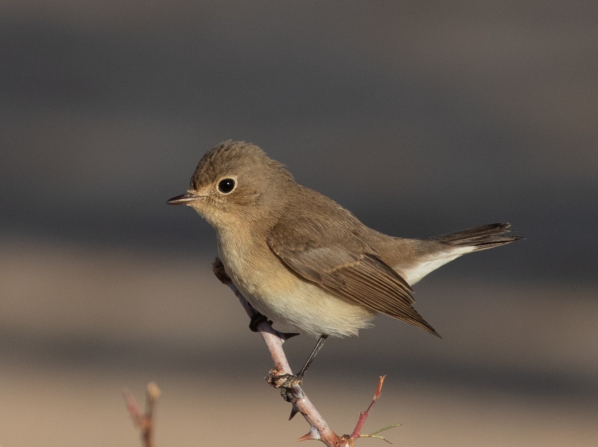 紅胸鶲 - ML646595399