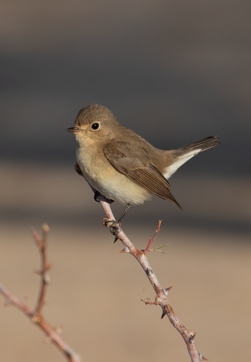 紅胸鶲 - ML646595400