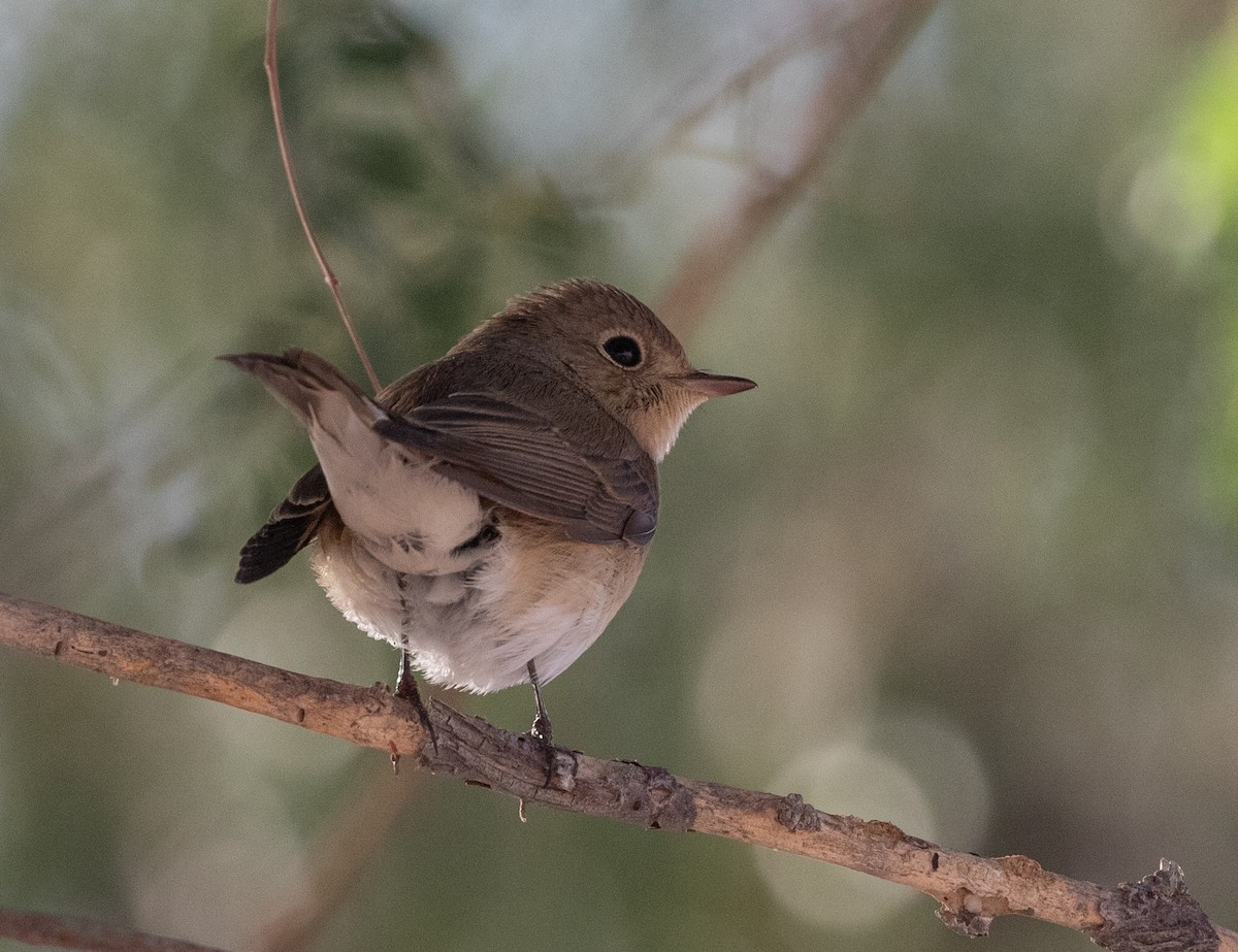 紅胸鶲 - ML646595401