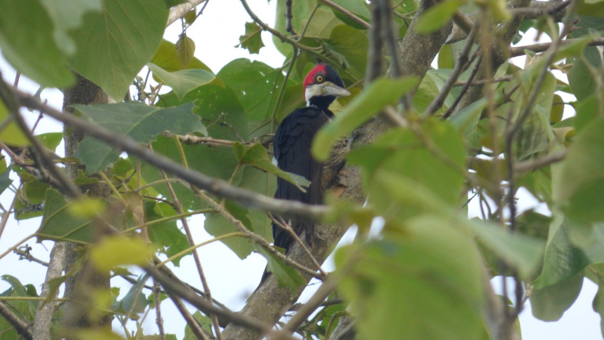 Picamaderos Barbinegro - ML646595403