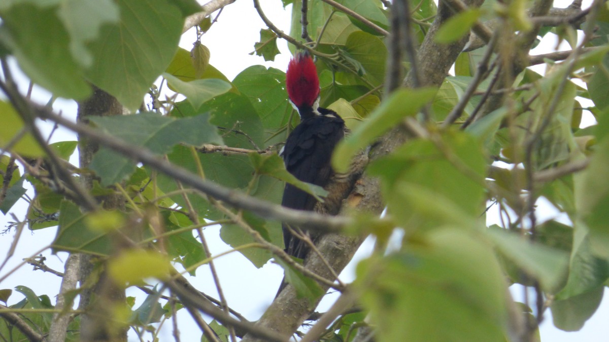 Picamaderos Barbinegro - ML646595404