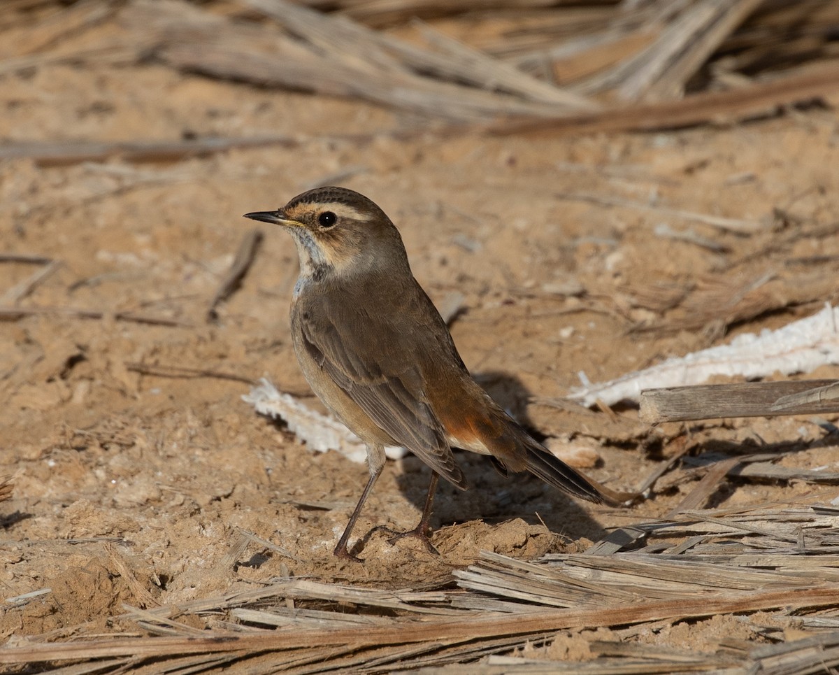 藍喉鴝 - ML646595407