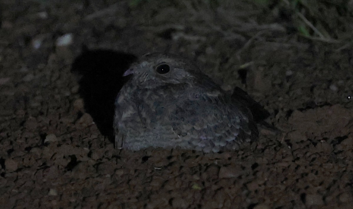 Savanna Nightjar - ML646595408