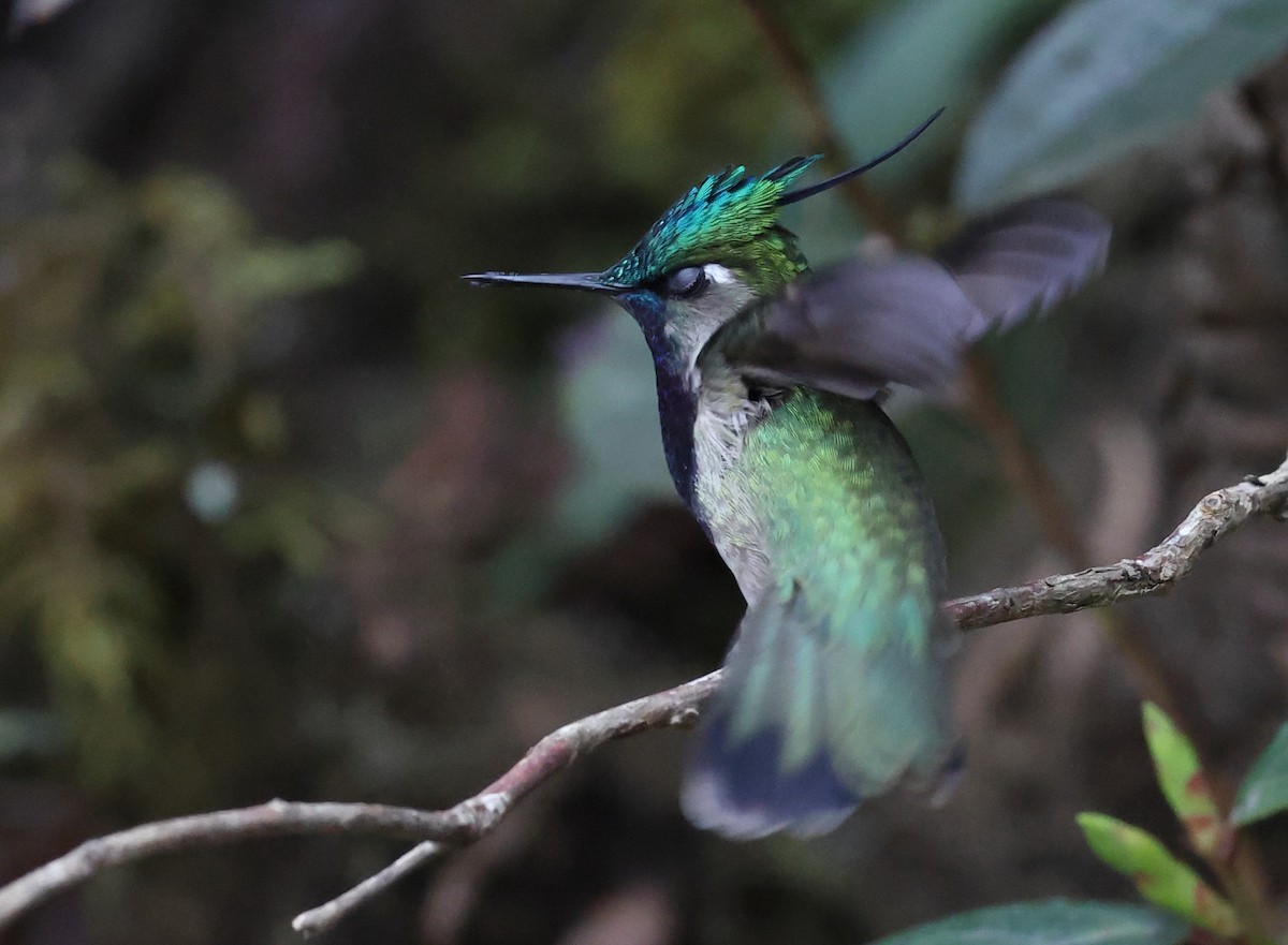 Green-crowned Plovercrest - ML646595409