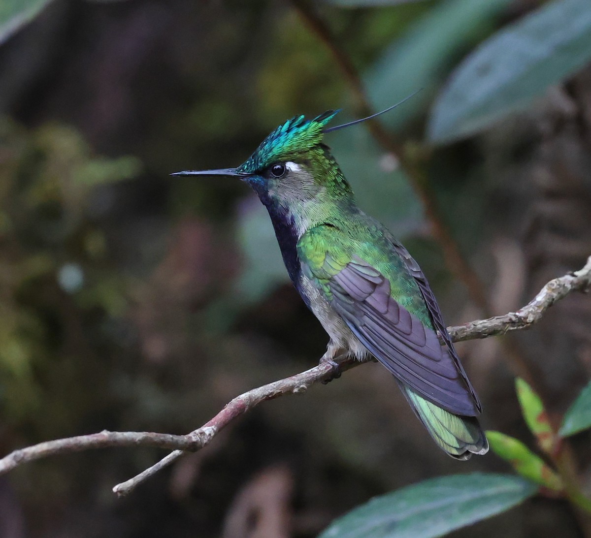 Green-crowned Plovercrest - ML646595410