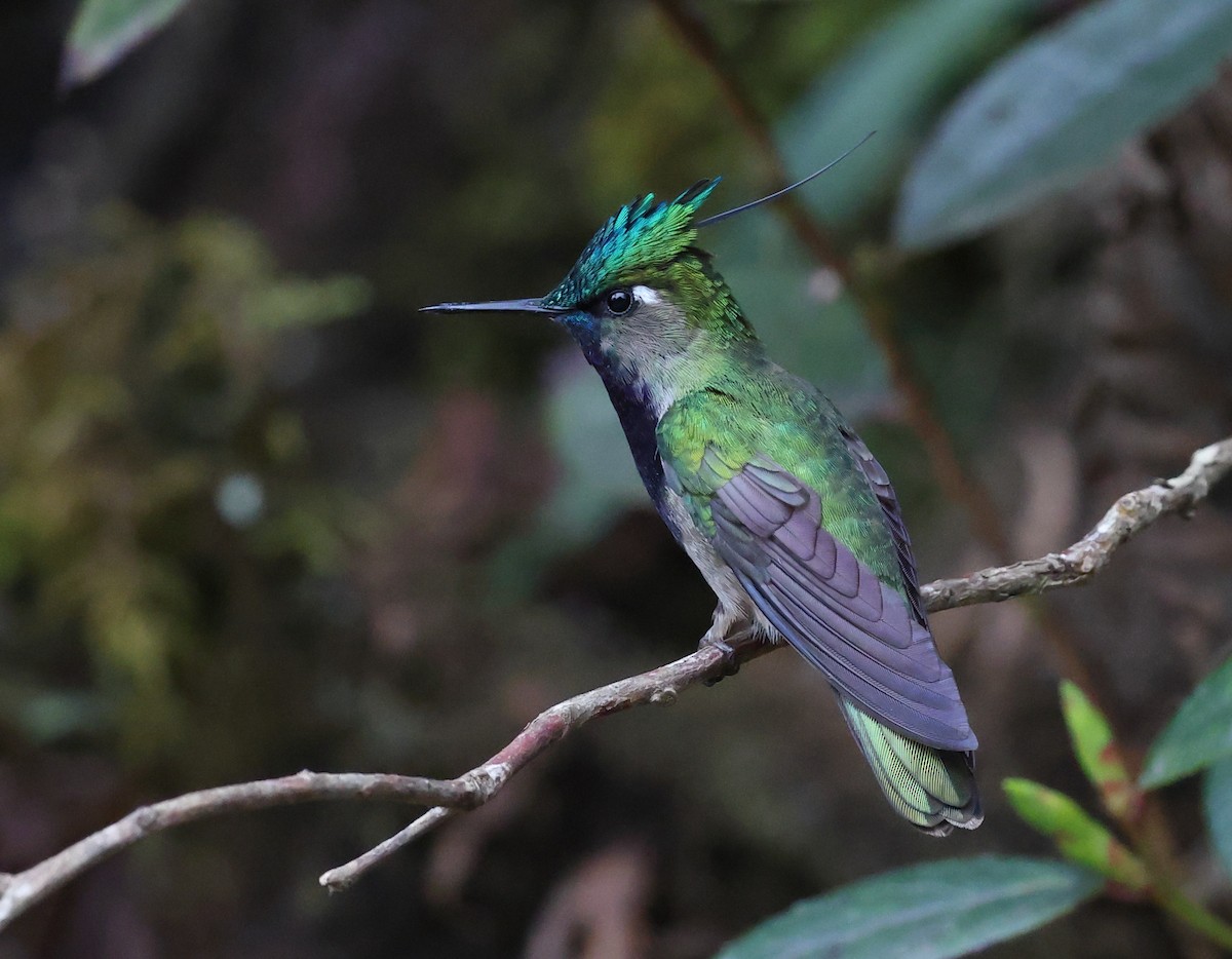 Green-crowned Plovercrest - ML646595411